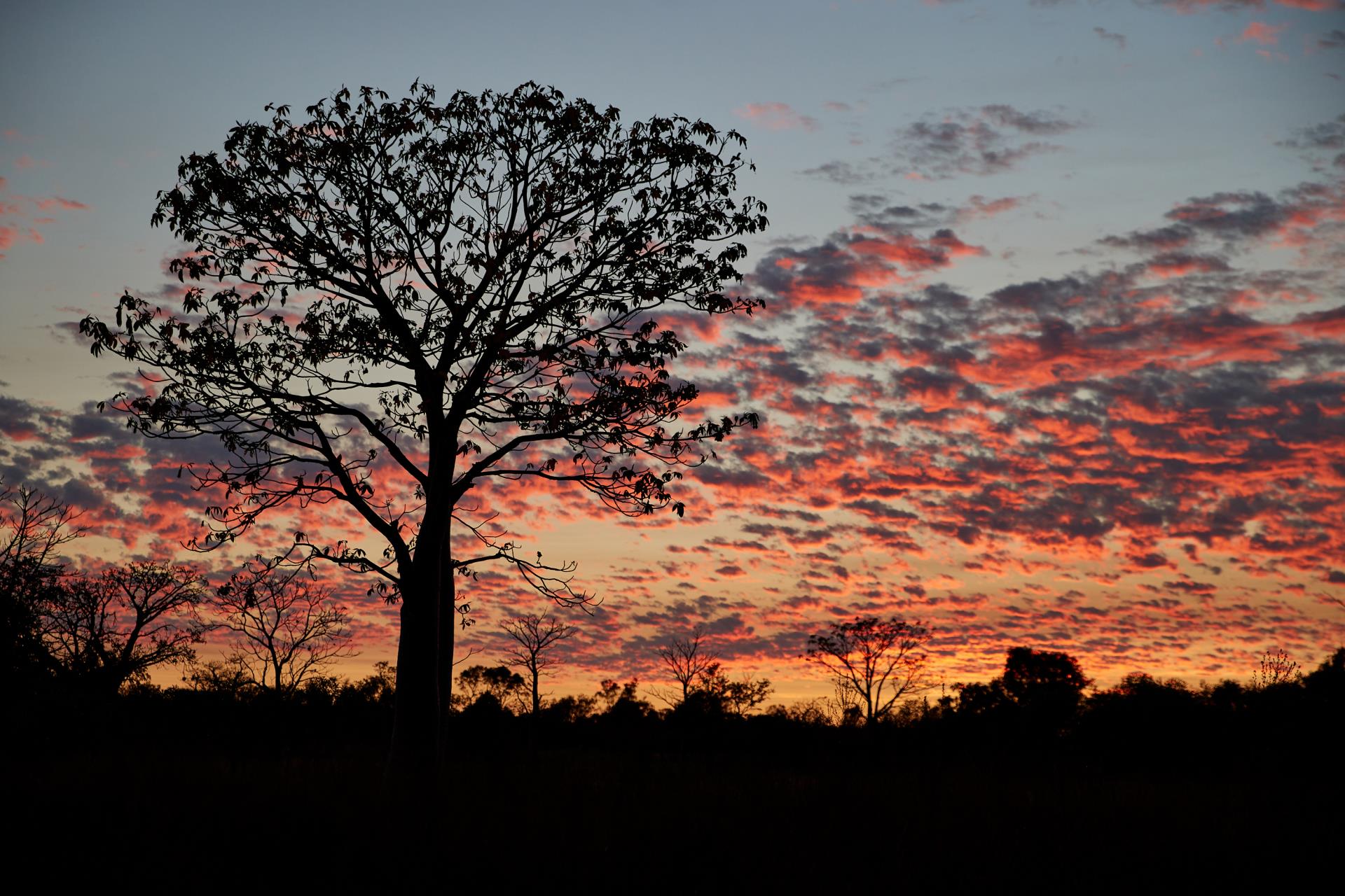 Kimberleys Floura & Founa Image