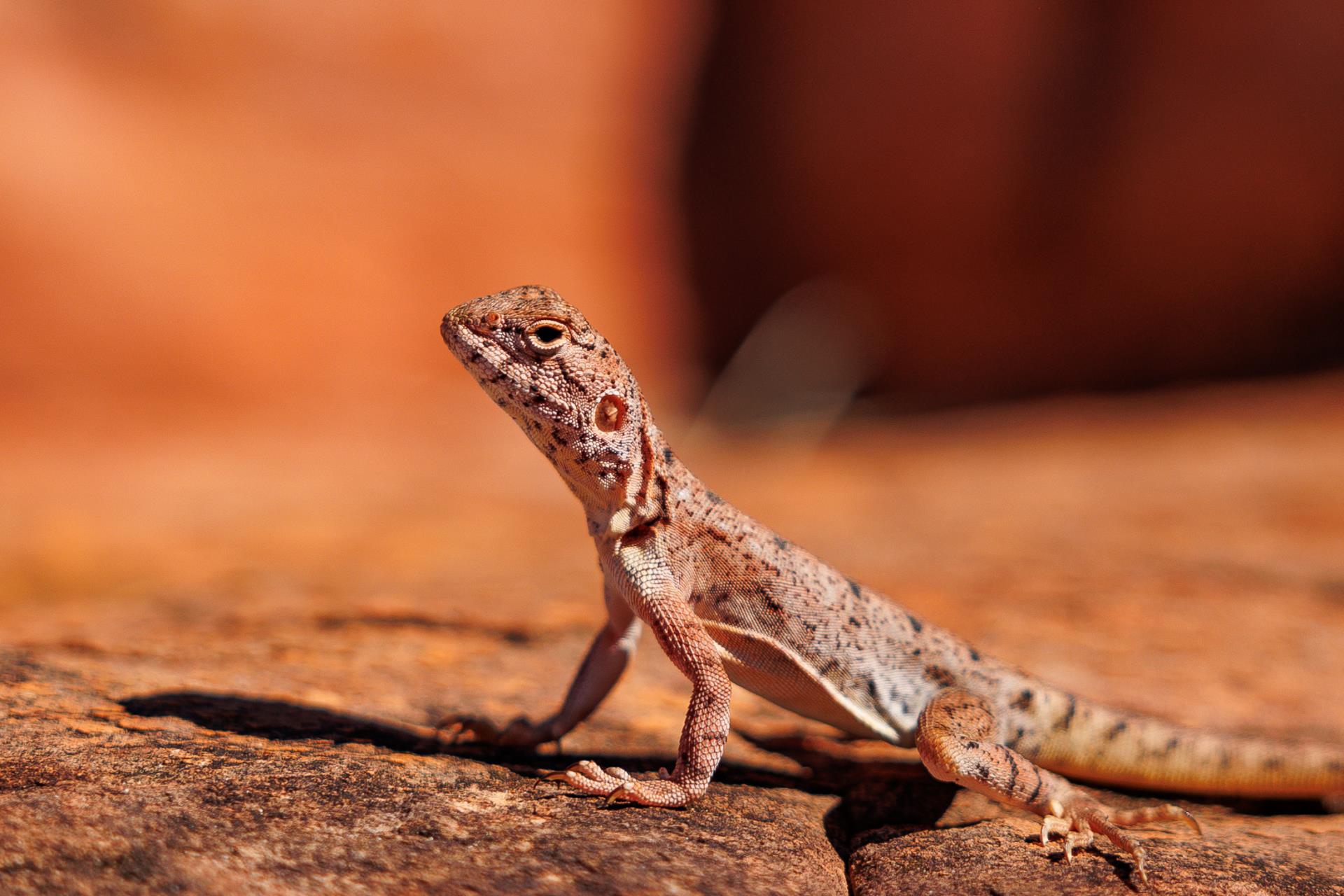 Untamed Wilderness: Wildlife Encounters in the Kimberley 